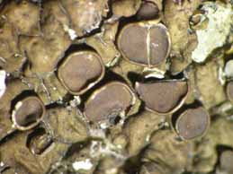 [Neofuscelia attica]