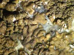 [Neofuscelia attica]