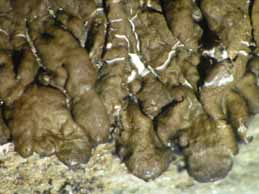 [Neofuscelia attica]