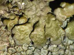 [Neofuscelia attica]