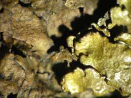 [Neofuscelia delisei]