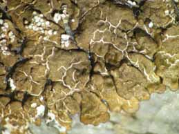 [Neofuscelia loxodes]