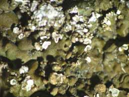 [Neofuscelia loxodes]