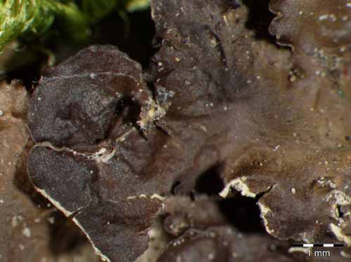 [Nephroma laevigatum]