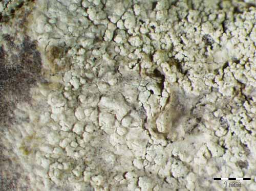 [Ochrolechia microstictoides]