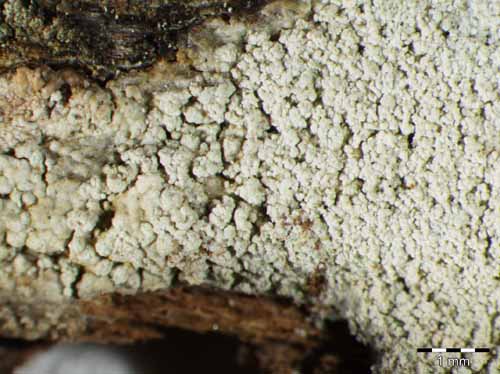 [Ochrolechia microstictoides]