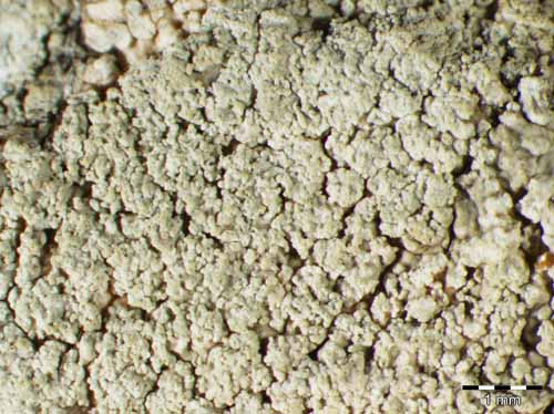 [Ochrolechia subviridis]