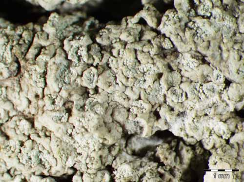 [Ochrolechia turneri]