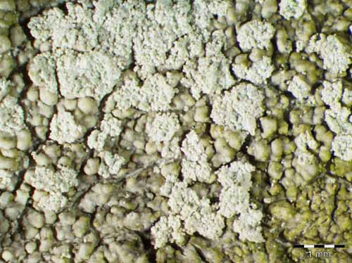 [Ochrolechia turneri]