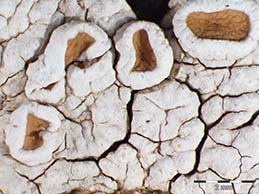 [Ochrolechia aegaea]