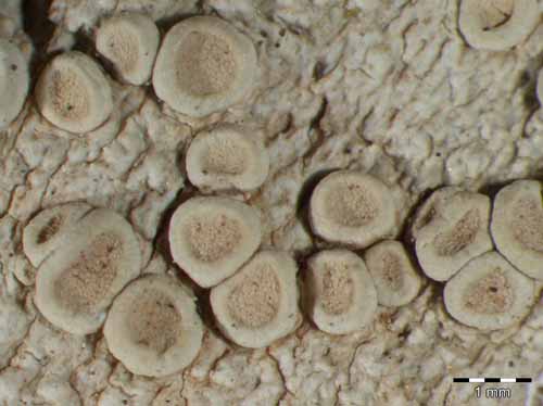 [Ochrolechia szatalaensis]