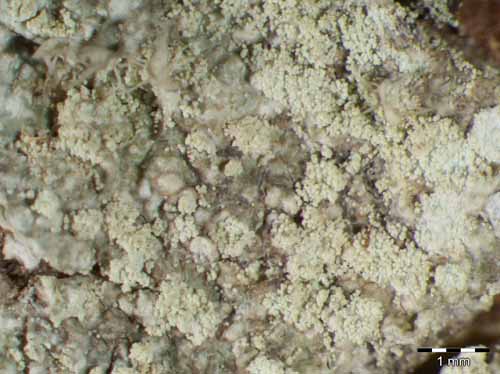 [Ochrolechia turneri]