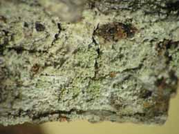 [Ochrolechia androgyna]