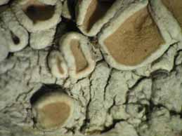 [Ochrolechia balcanica]