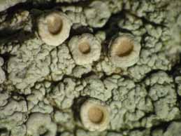 [Ochrolechia balcanica]