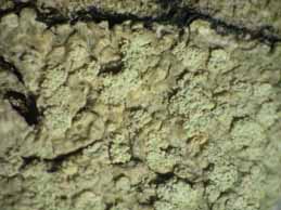 [Ochrolechia dalmatica]