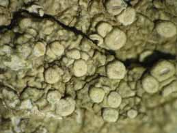 [Ochrolechia pallescens]