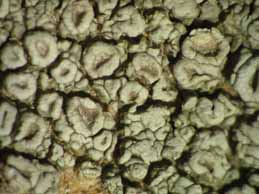 [Ochrolechia parella]