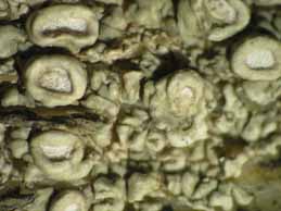 [Ochrolechia parella]