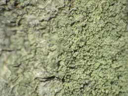 [Ochrolechia androgyna]