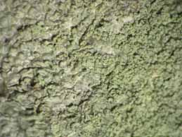 [Ochrolechia androgyna]