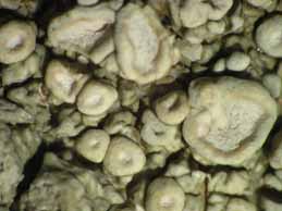 [Ochrolechia parella]