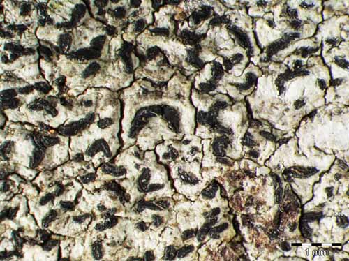 [Opegrapha celtidicola]