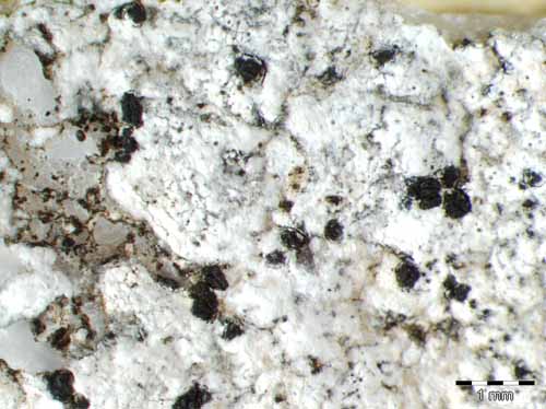 [Opegrapha parasitica]