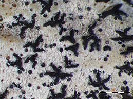 [Opegrapha niveoatra]