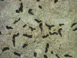 [Opegrapha calcarea]