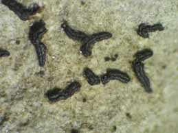 [Opegrapha calcarea]