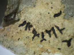 [Opegrapha calcarea]