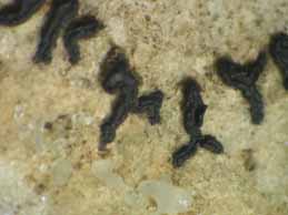 [Opegrapha calcarea]