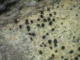 [Opegrapha rupestris]