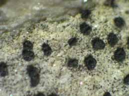 [Opegrapha rupestris]