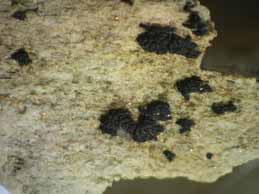 [Opegrapha calcarea]