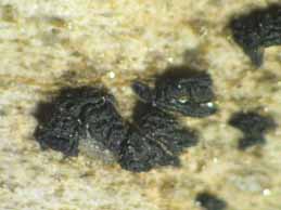 [Opegrapha calcarea]