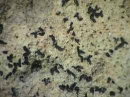 [Opegrapha calcarea]