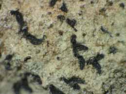 [Opegrapha calcarea]