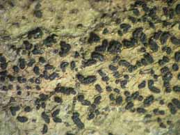 [Opegrapha lutulenta]