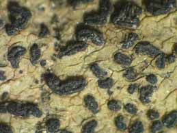 [Opegrapha lutulenta]