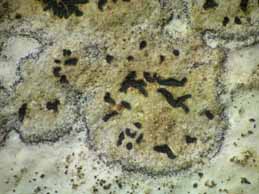 [Opegrapha calcarea]