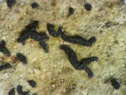 [Opegrapha calcarea]