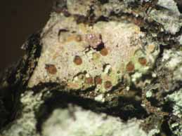 [Pachyphiale carneola]