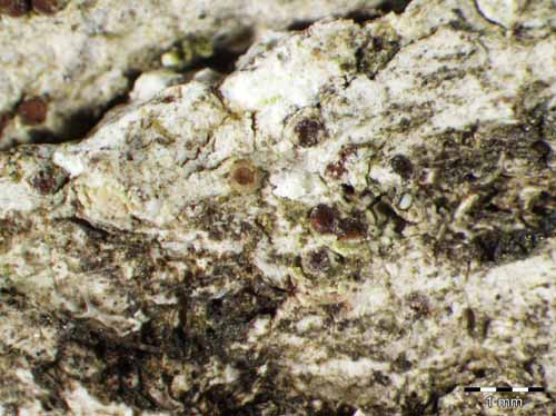 [Pachyphiale carneola]