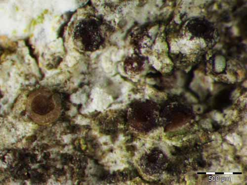 [Pachyphiale carneola]