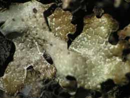 [Parmelia omphalodes]