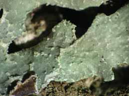 [Parmelia submontana]