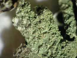 [Parmelia submontana]