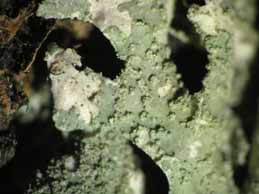 [Parmelia submontana]